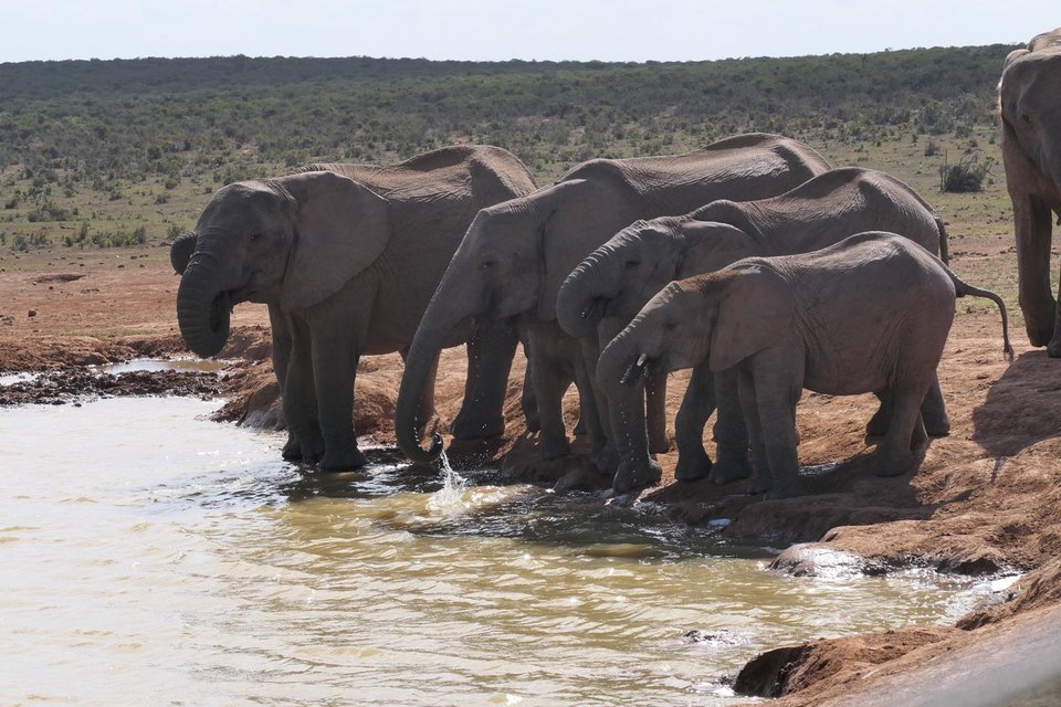 Elefanten an einer Wasserstelle bei Safari
